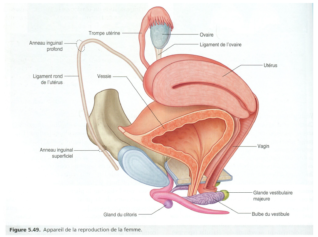 clitoris vagin ovaires pubis utérus
